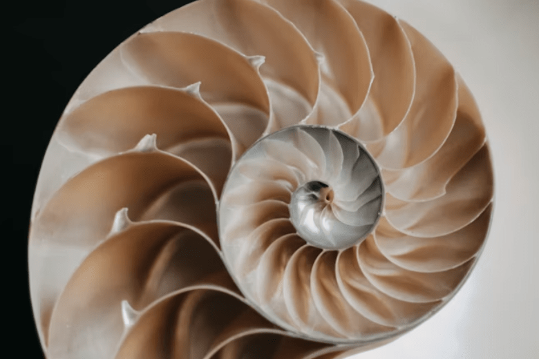 Geometría en la naturaleza: equipartición y número de oro