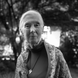 Fuente: Jane Goodall Institute