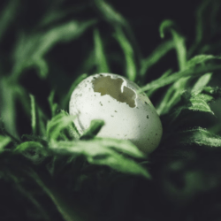 Reflexión sobre el crecimiento y el dolor