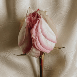 Elegancia y ética según Ortega y Gasset