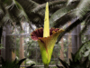 Amorphophallus titanum. Fuente: Britannica