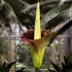 Amorphophallus titanum. Fuente: Britannica
