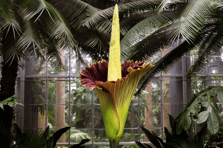 Amorphophallus titanum