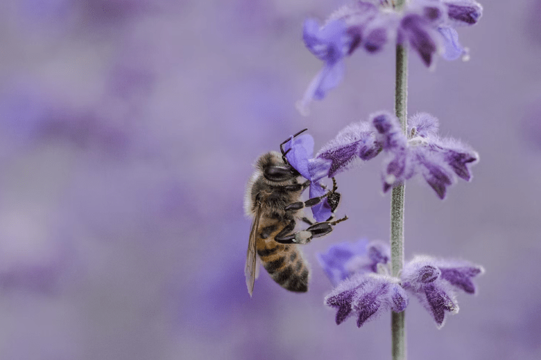 Sistemas complejos, desde el mineral al insecto