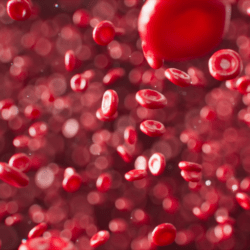 Hemoglobina en el mundo vegetal  (misterios de Marte y una opción alimenticia para vampiros veganos)
